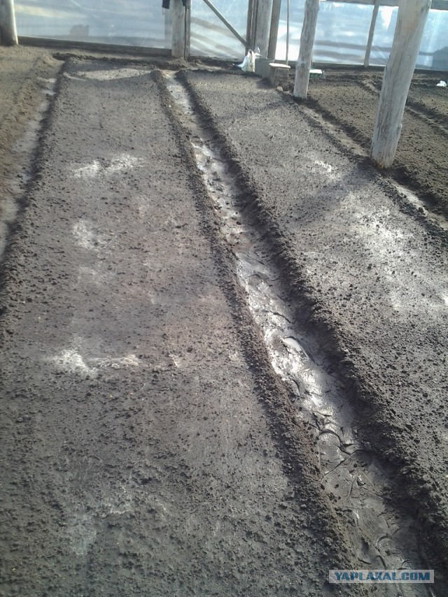 Любителям зелени