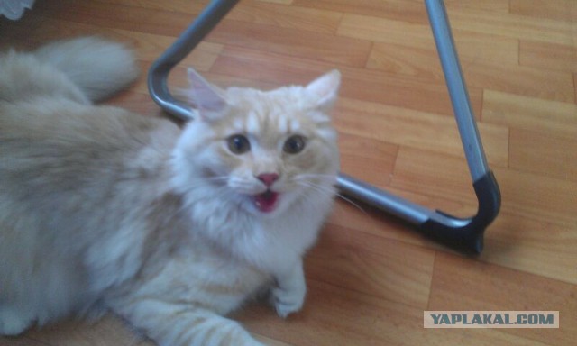 Котовторник 27.5.2014