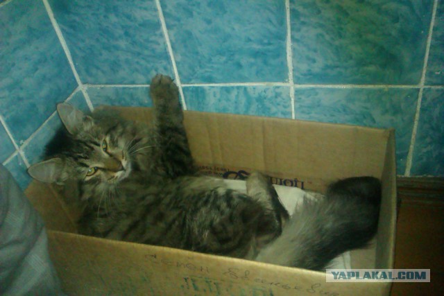 Котовторник 17.06.2014