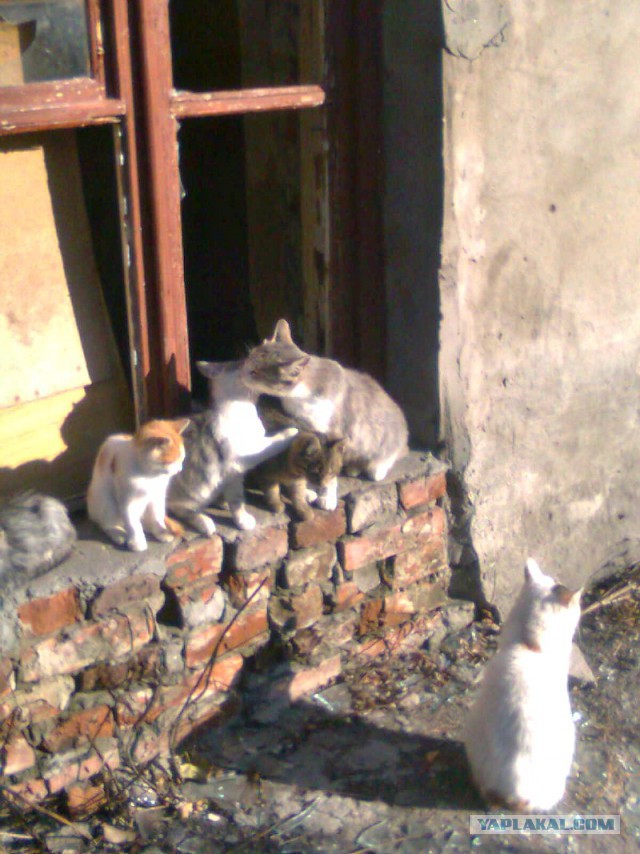 Котовторник 26.08.14.