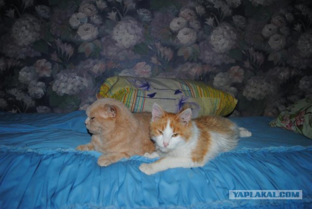 Кот сам пришел