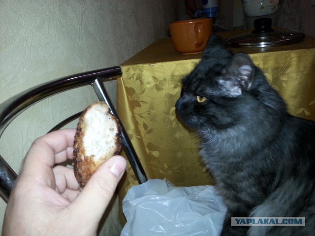 Котовторник 9.12.2014