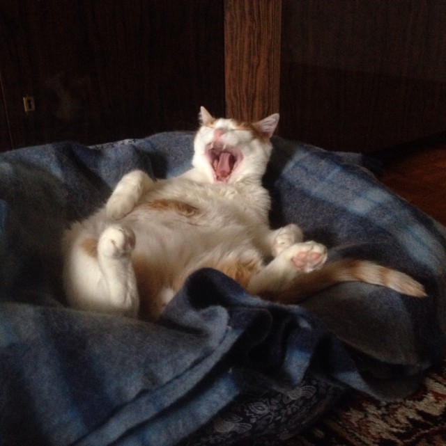 Котовторник 24.03.2015