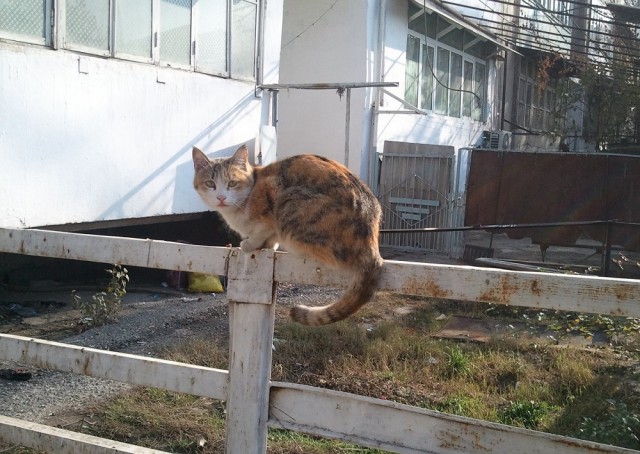 Охотница