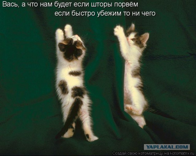 Интересные факты о кошках