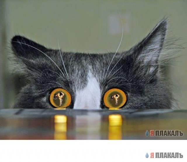Кошак...