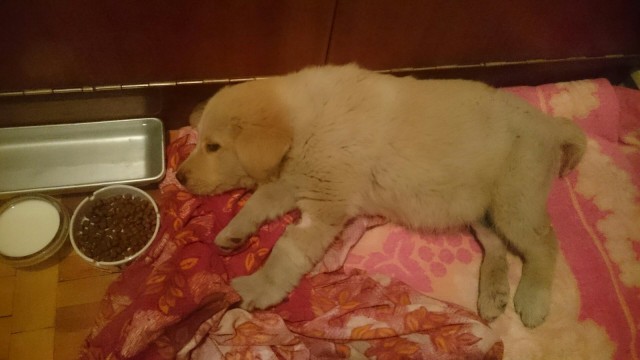 Белый Бим, рыжие ухи