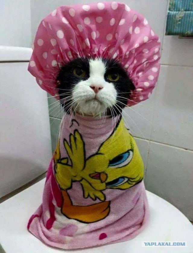 Коты из сети