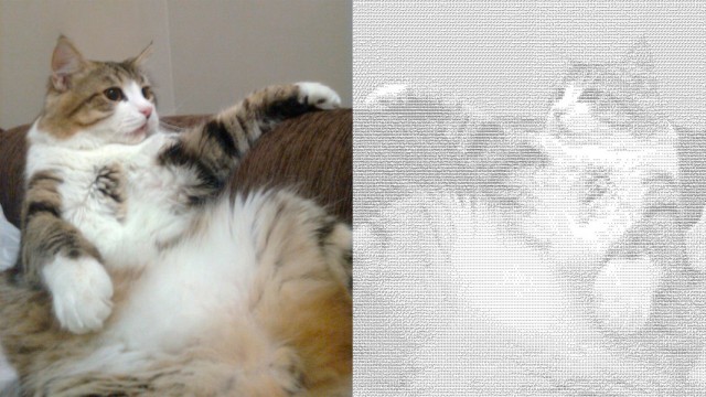 Котовторник 27.12.2016