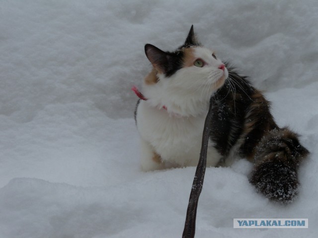 Котовторник 07.02.2017