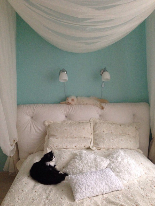 Коты и Кошки