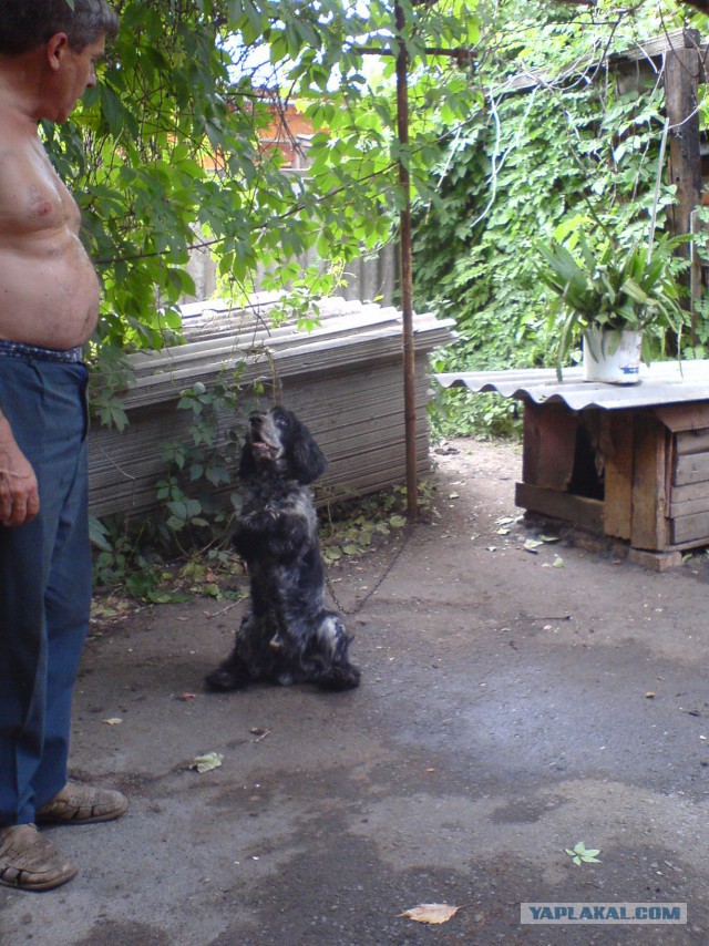 Кот кочегар и лабрадор.