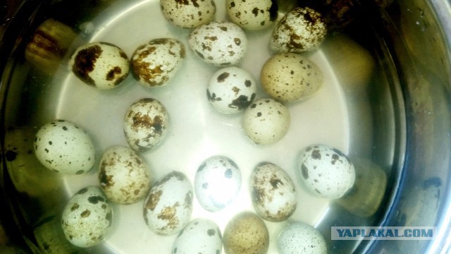 Пасхальный стол. Кулинары поздравляют!