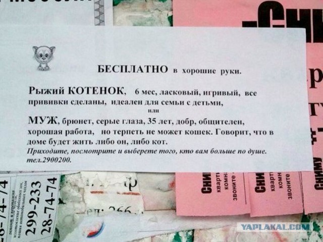 Девушка поставила ему ультиматум: или я, или кошка. Это был очень непростой выбор