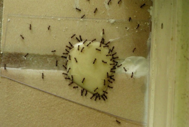 15 простых способов эффективной защиты от вредных и назойливых насекомых