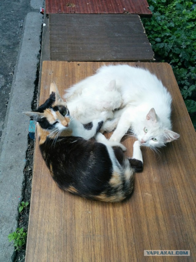Котовторник