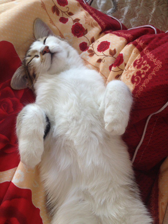 Неадекватные коты