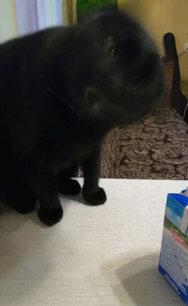 Котовторник же, уже!