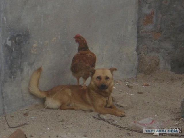 Собака и курица
