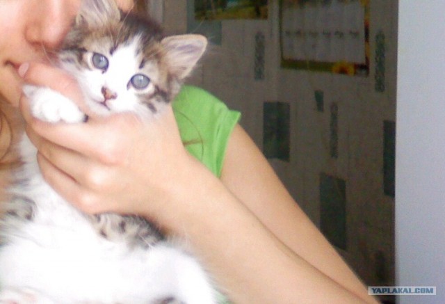 Котовторник на 1-е июня
