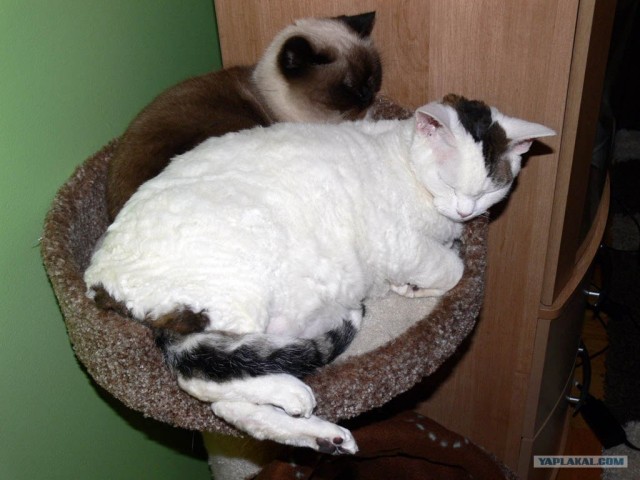 Котовторник!