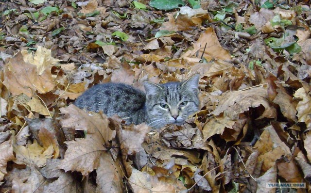 Котовторник! 08.11.11