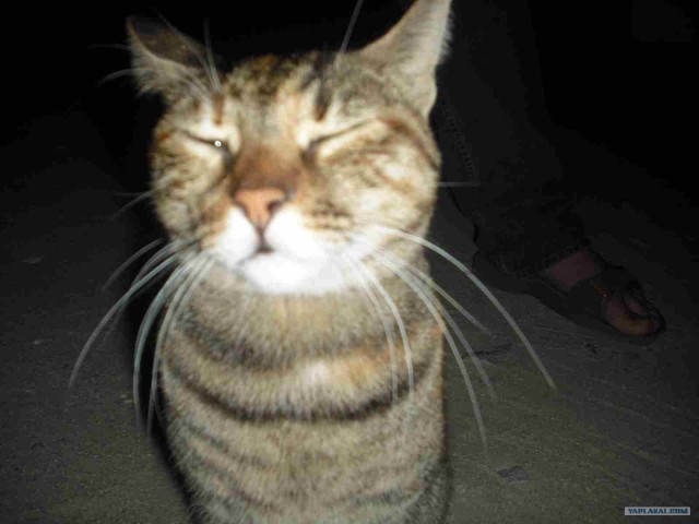 Ну и где ваш котовторник?