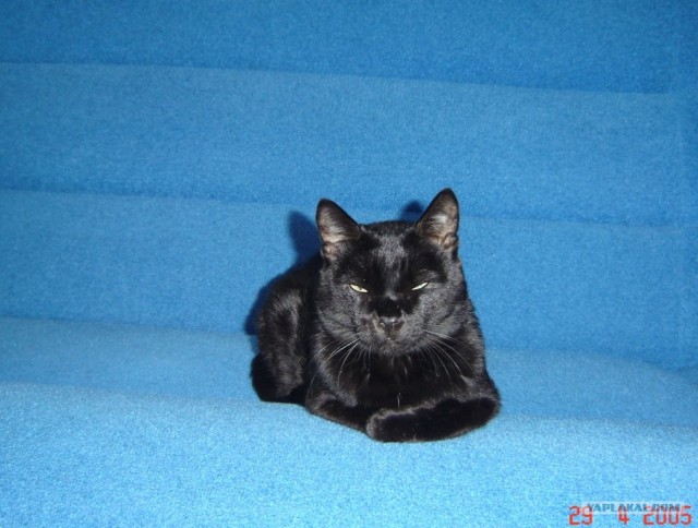 Котовторник! 13.03.2012