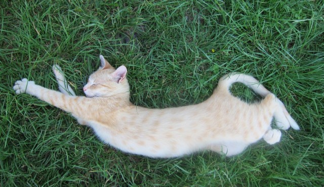Котовторник на 26.06.12