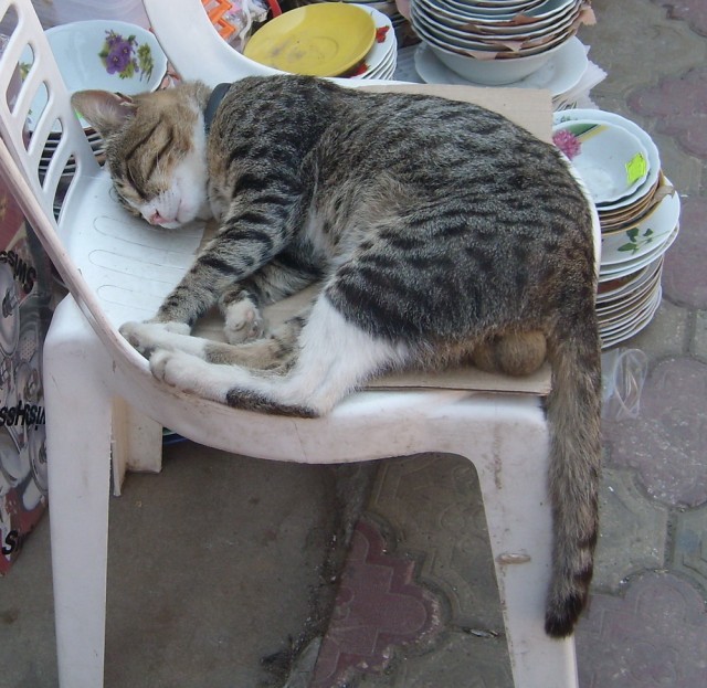 С собакой что-то не так