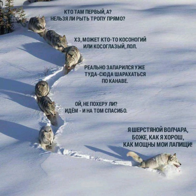 Волк - хищник лесов и степей