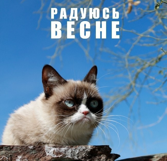 Grumpy Cat умерла