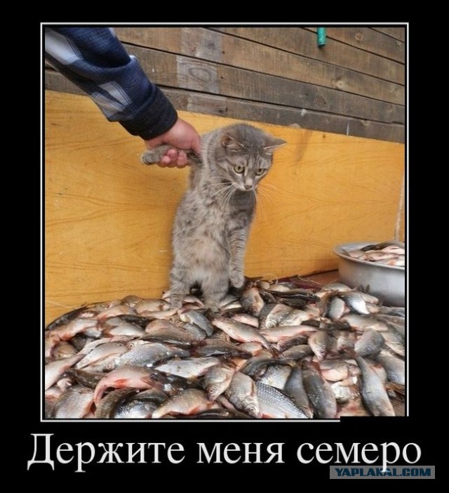 Древние мемы с ВК. Для тех кто забыл #4