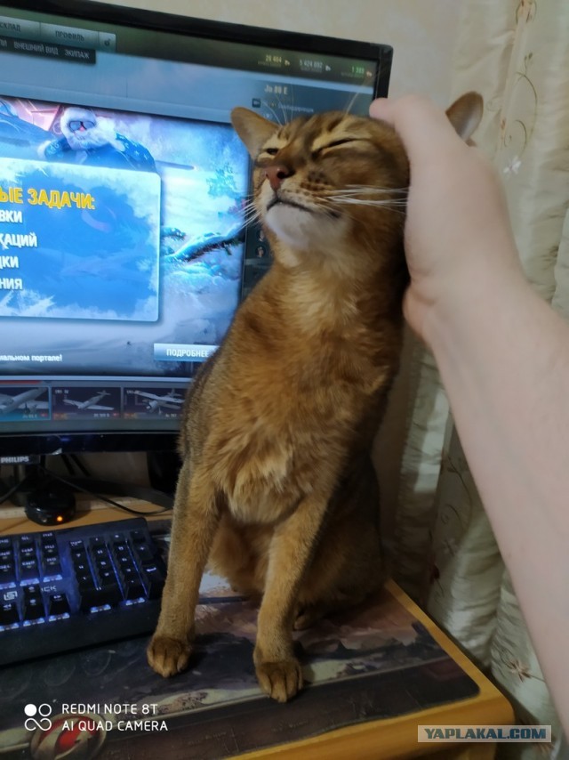 Котопост