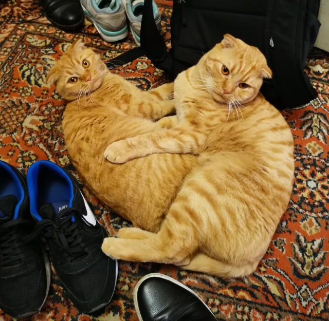 Котокартинки и котобуквы