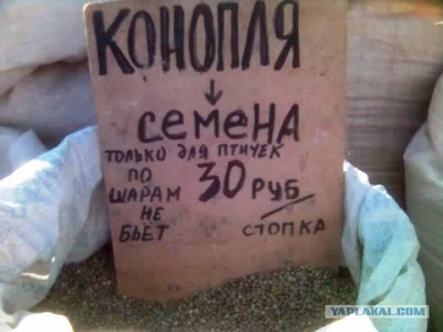 Конопля - только для птичек!
