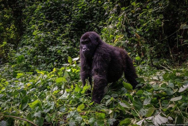 Уганда: самая настоящая Африка с гориллами и носорогами!