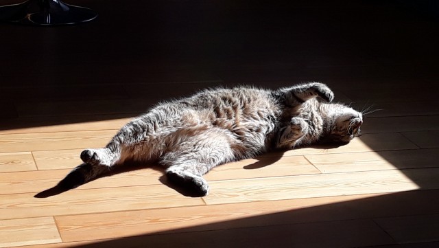 Котовторник же!