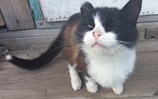 Вторник-кото