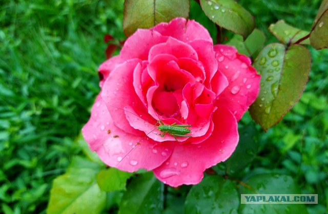 С днём рождения, Ati!