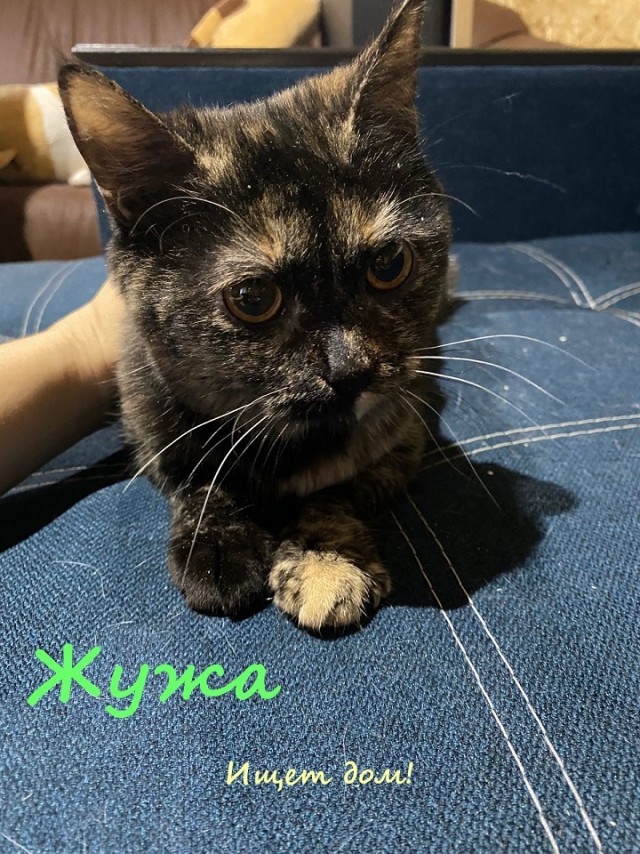 Жизнь домашнего приюта "Котоленд" 321