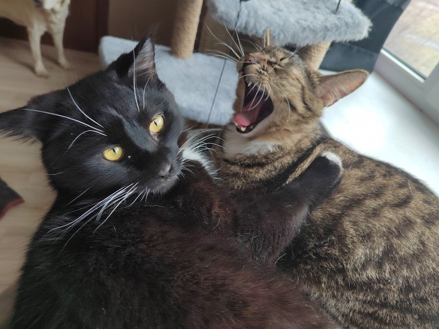 Котовторник вроде.
