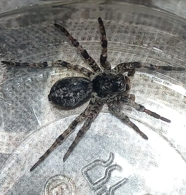 Помогите опознать!