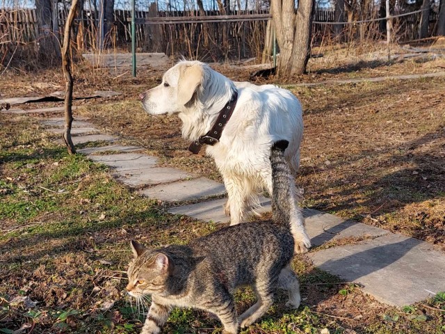 Прогнать кота невозможно