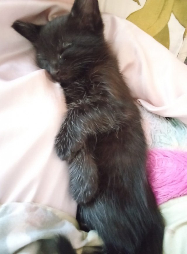 Котёнок по имени Гав