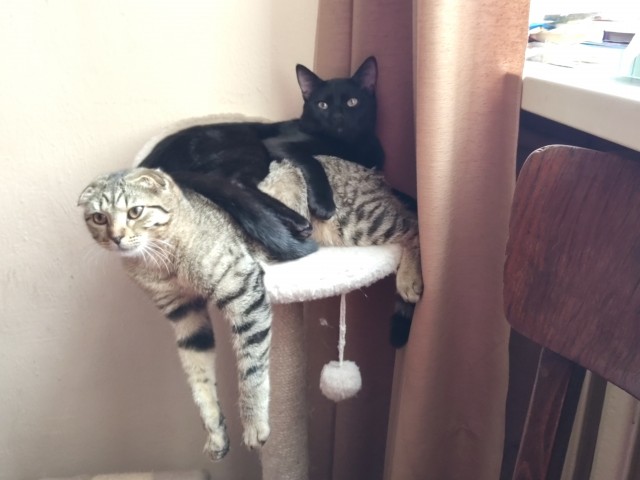 Вторник, ваши коты и кошки в студию