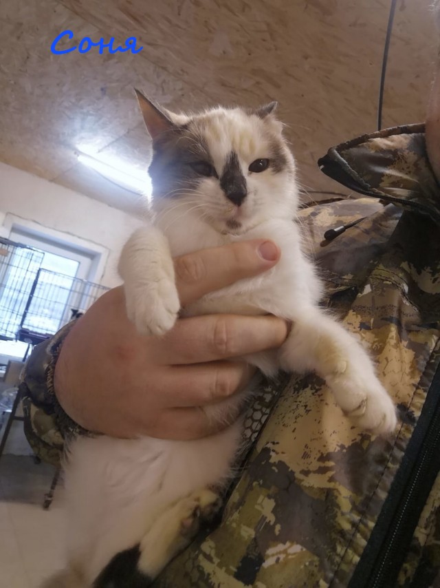 Жизнь домашнего приюта "Котоленд" 363