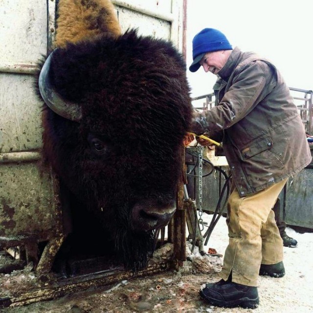 Бизон