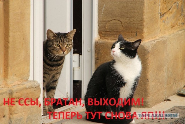 Котовторник 02.04.2013