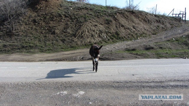 Крым в феврале или "Не стреляйте в белых лебедей!"